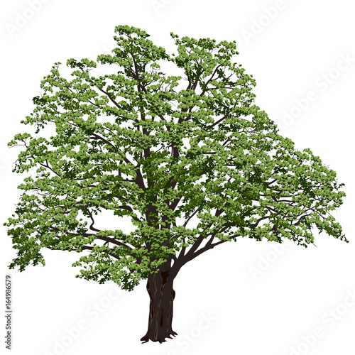 Big oak with green leaves in the color vector image