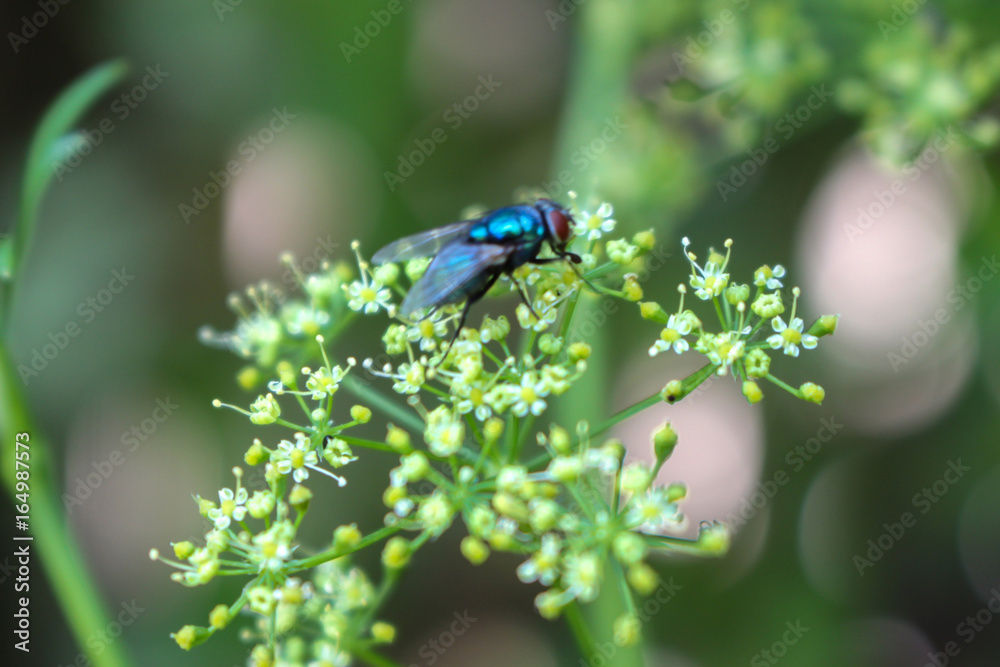Fototapeta premium Fly focused on green