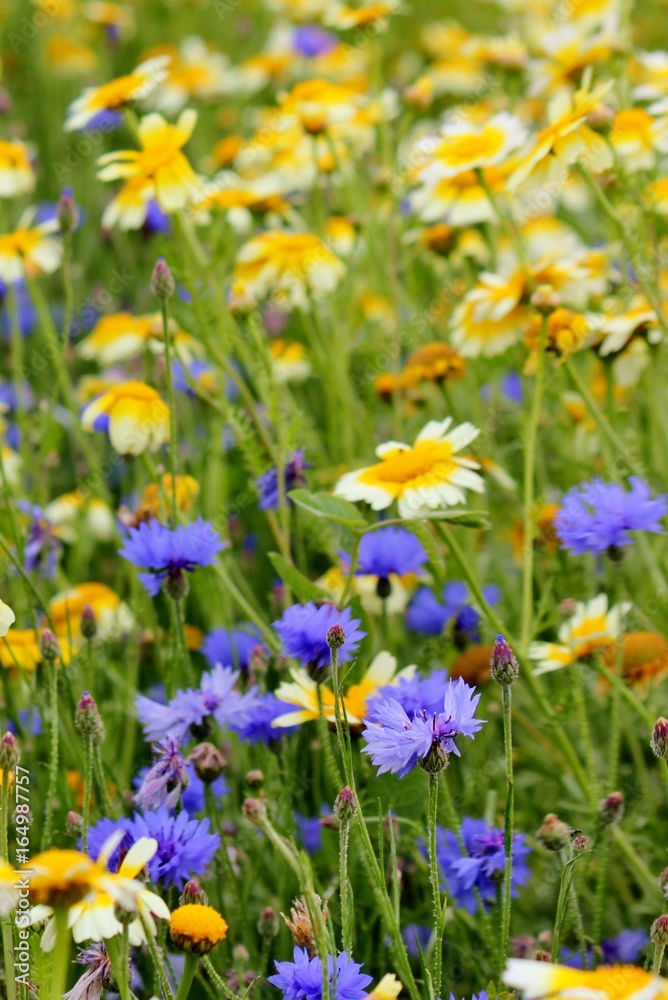 Beautiful field with blue cornflowers and yellow daisies Beautiful field with blue cornflowers and yellow daisies