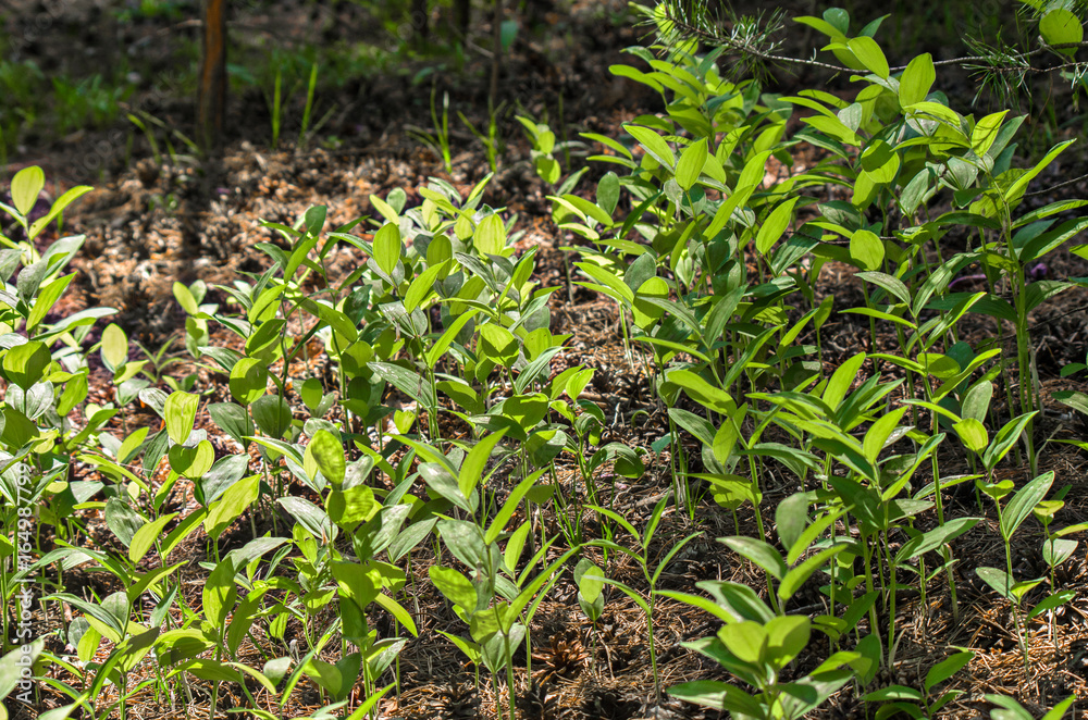 A clearing in the forest with fresh green stems on a sunny summer day A clearing in the forest with fresh green stems on a sunny summer day