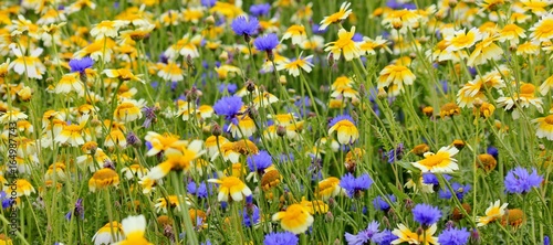 Beautiful field with blue cornflowers and yellow daisies