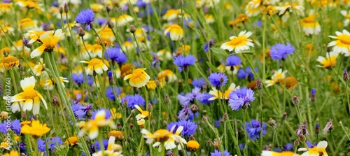 Beautiful field with blue cornflowers and yellow daisies