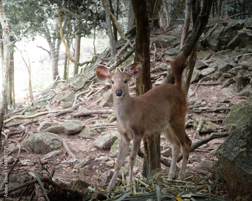 deer