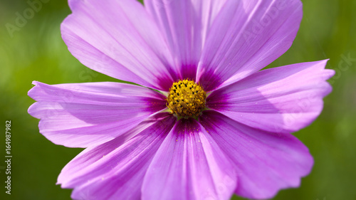 Purple blossom