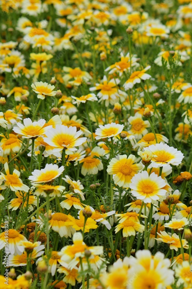 Beautiful flower field with yellow daisies to be used for production of flower seeds