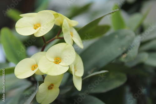 flower bauty