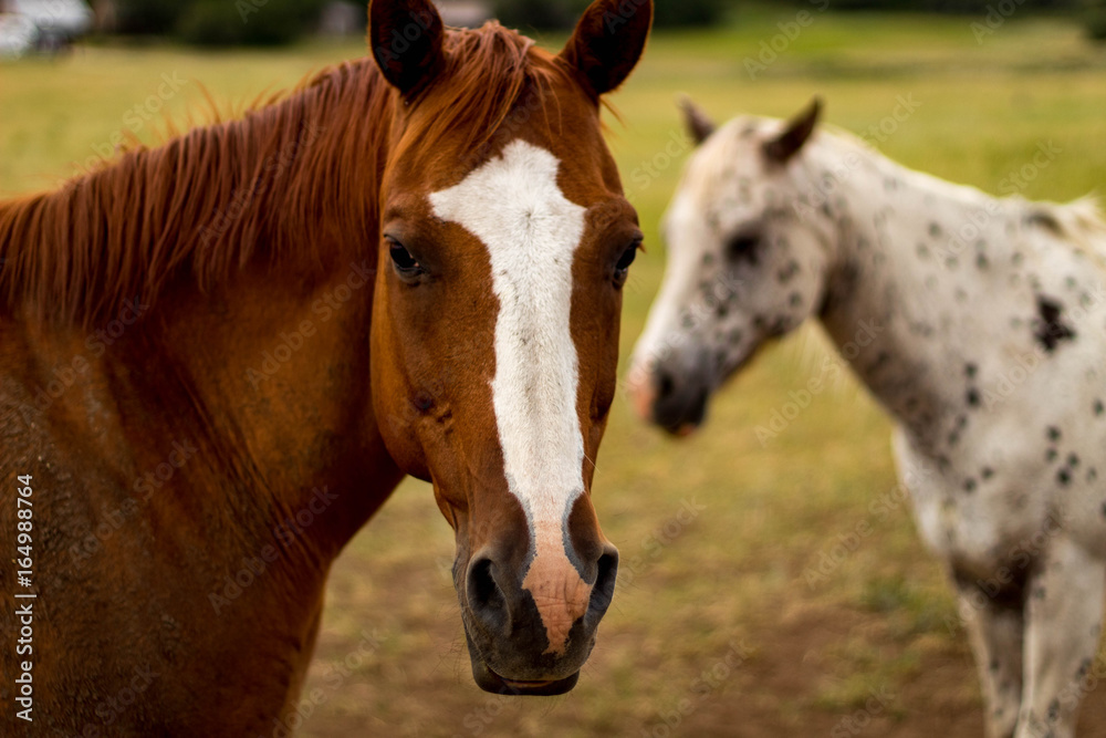 Obraz premium Who me?