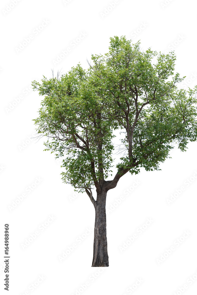 tree isolated white background tree isolated white background
