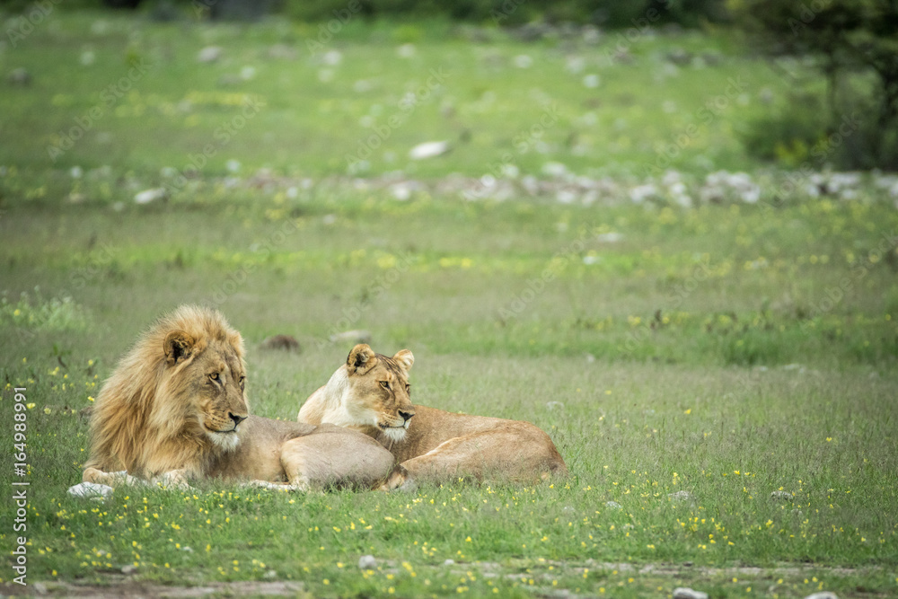 Fototapeta premium Mating couple of Lions in the grass.