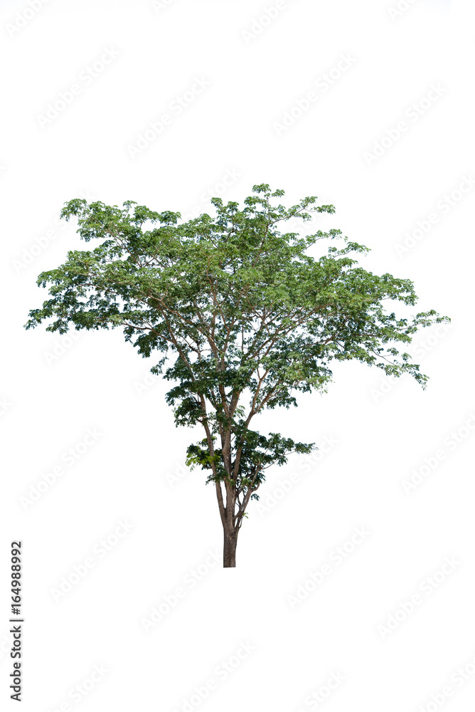 tree isolated white background