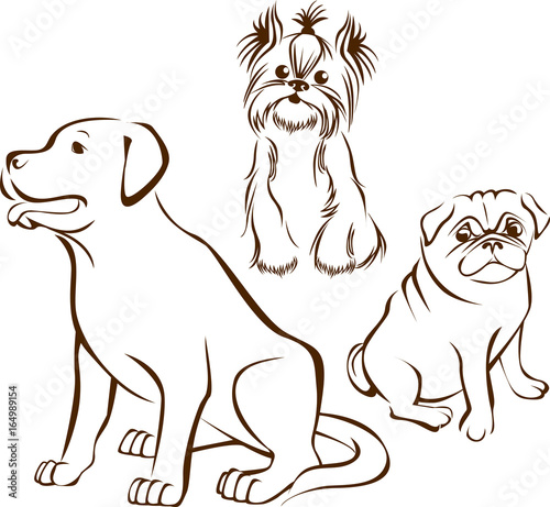 Set of dogs breeds photo
