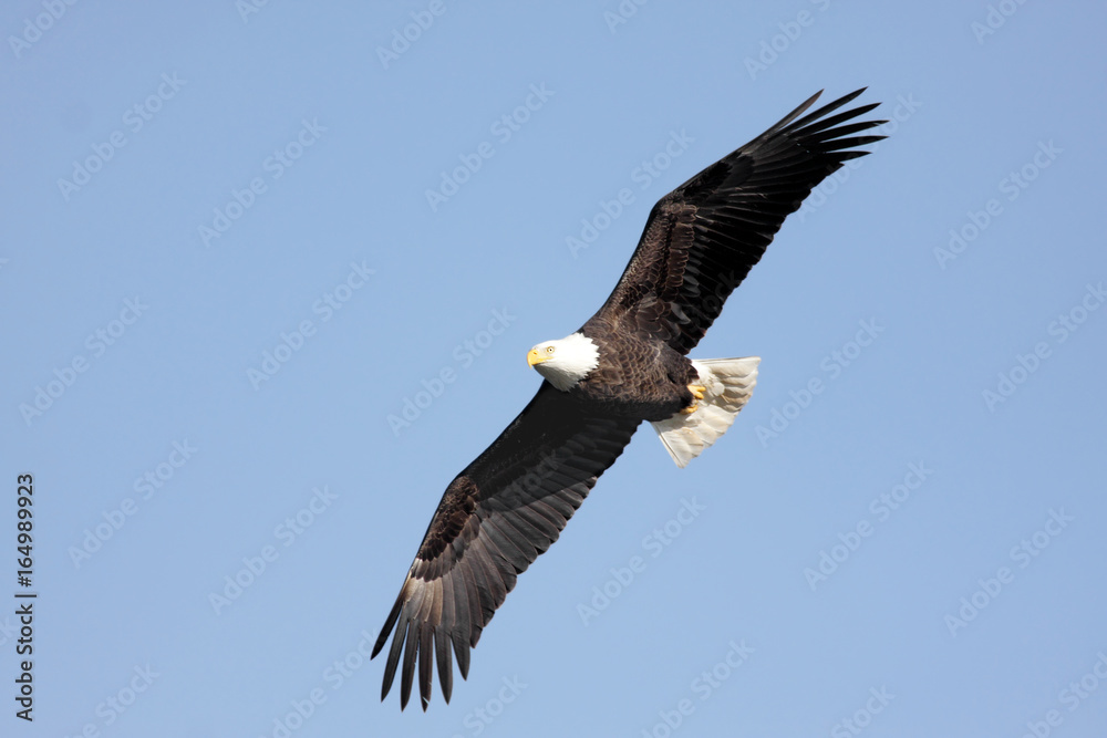 Obraz premium Bald Eagle (haliaeetus leucocephalus)