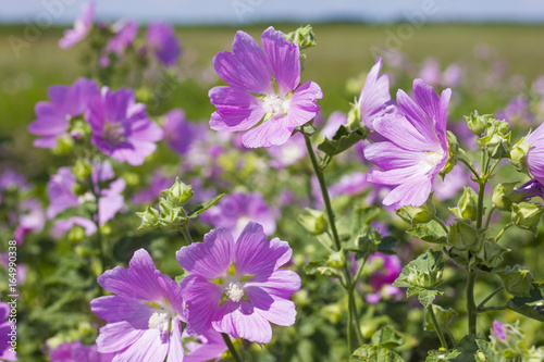 Blooming wild rose on a green field. Medicinal marsh mallow