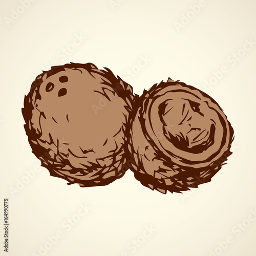 Coconut. Vector drawing