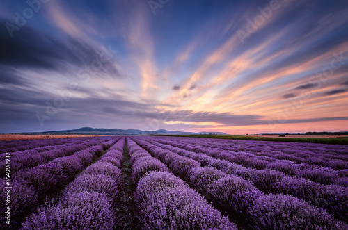 Before sunrise in lavender field