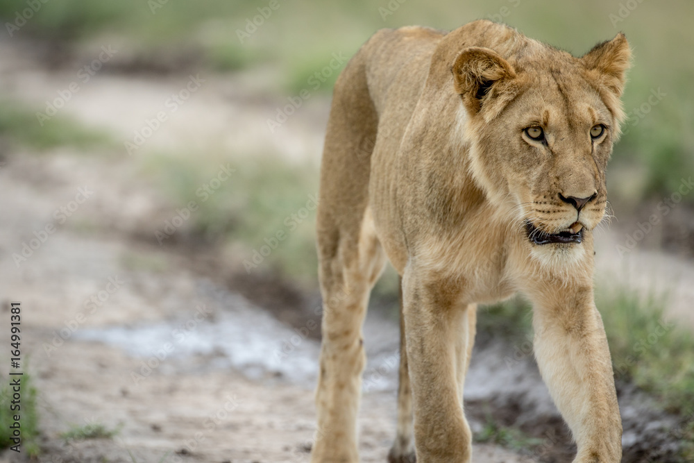 Lion walking towards the camera. Lion walking towards the camera.