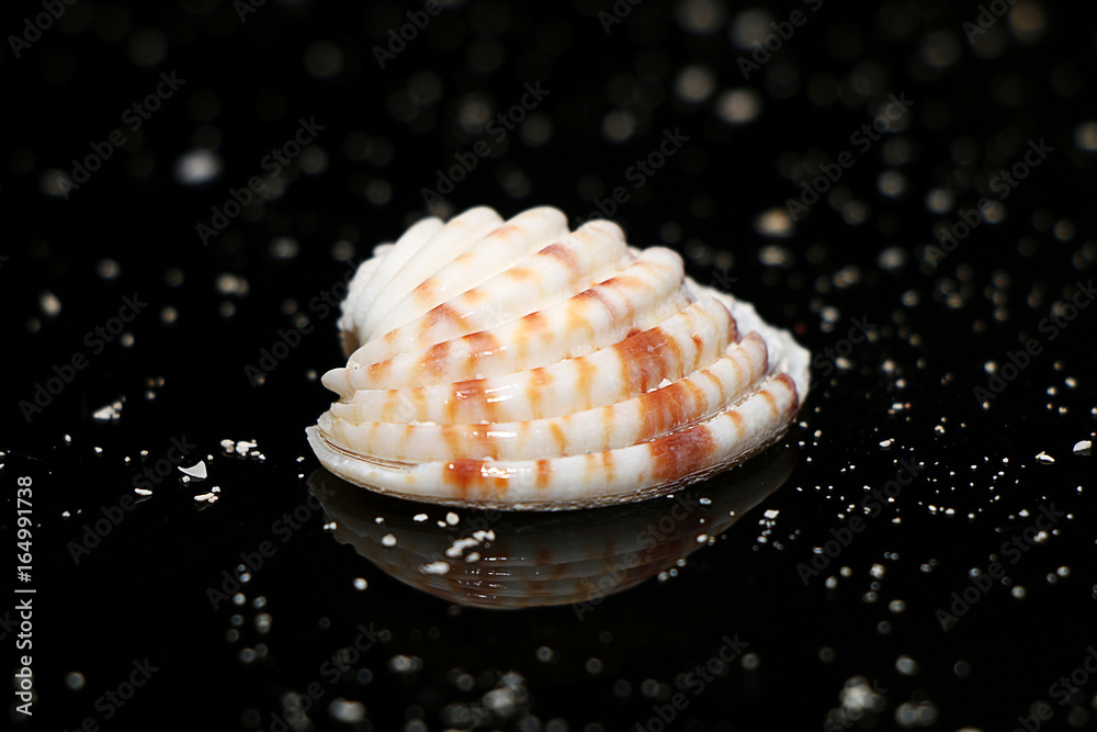 Beautiful seashell on a black glass background Beautiful seashell on a black glass background