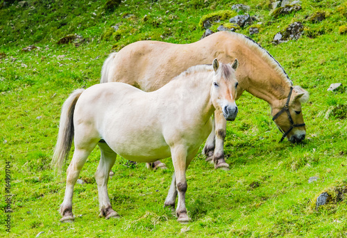 Fotografia Norwegian fjord horse