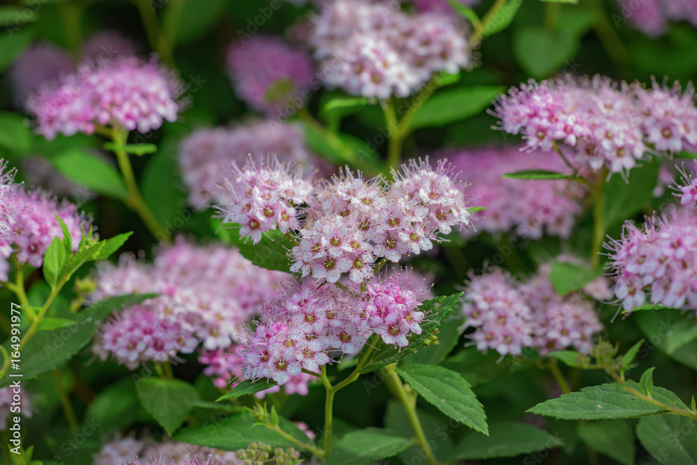 Spiraea japonica, Japanese meadowsweet, Japanese spiraea, or Korean spiraea Spiraea japonica, Japanese meadowsweet, Japanese spiraea, or Korean spiraea
