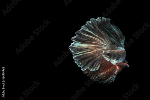 Close up Action Fighting Fish Movement