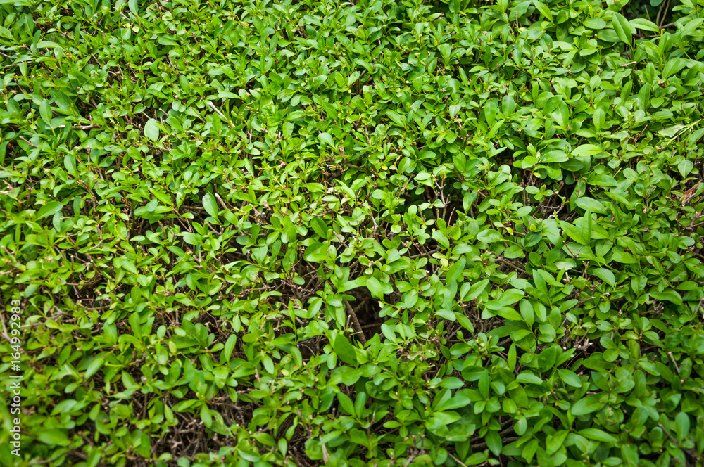green hedge or green bush isolated green hedge or green bush isolated