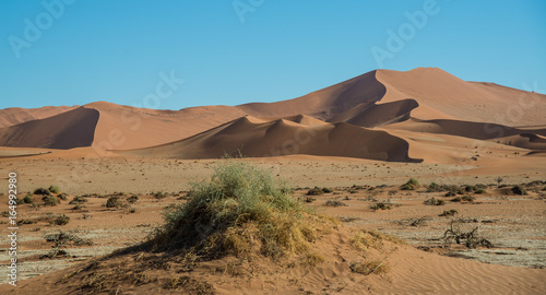 Drought near Big Daddy dune