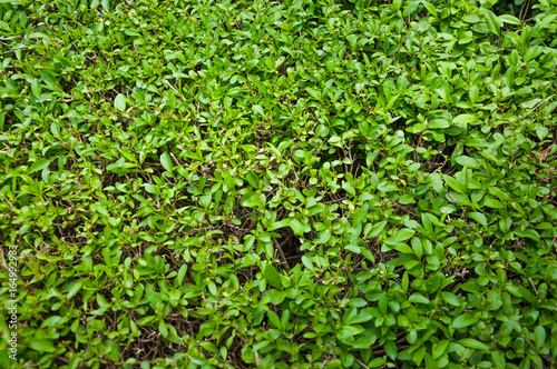 green hedge or green bush isolated 