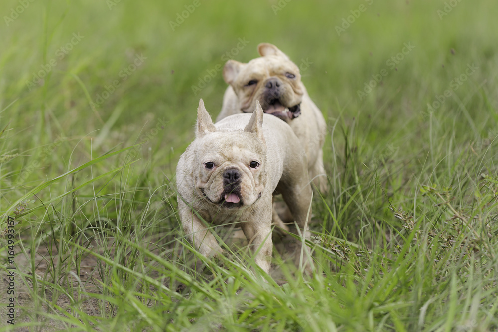 Dirty french bulldog is playing in the field