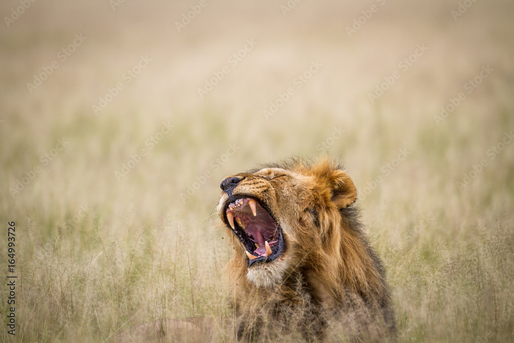 Big male Lion yawning in the grass. Big male Lion yawning in the grass.
