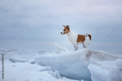 Fototapeta Naklejka Na Ścianę i Meble -  Dog Jack Russell Terrier sitting on the ice