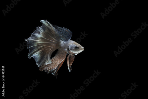 Close up Action Fighting Fish Movement © Shutter B
