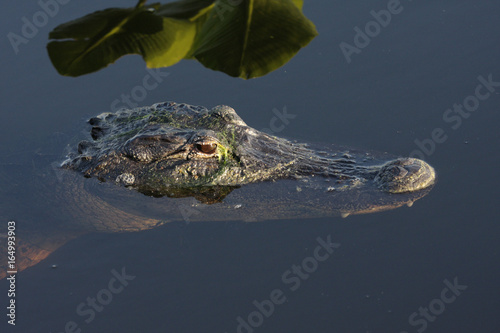 American Alligator (mississippiensis)