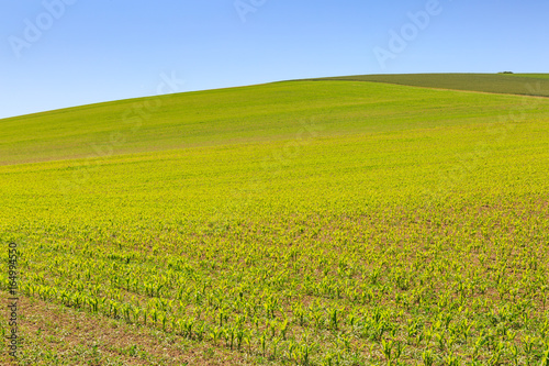 Crops growing on a hillside