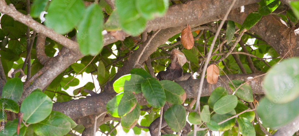 Iguane Iguane