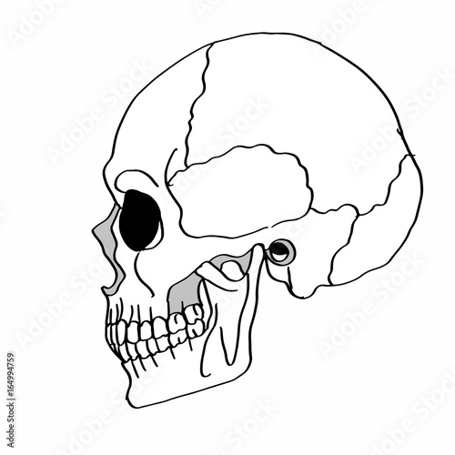 skull  photo