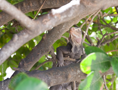 Iguane dans un arbre