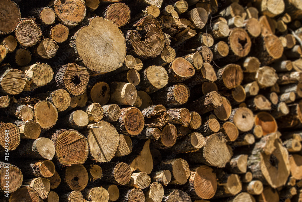 Fototapeta premium Log pile for deforestation concept. Sadness and death of animals and trees for paper and wood products. Cutting down of acres of forest.
