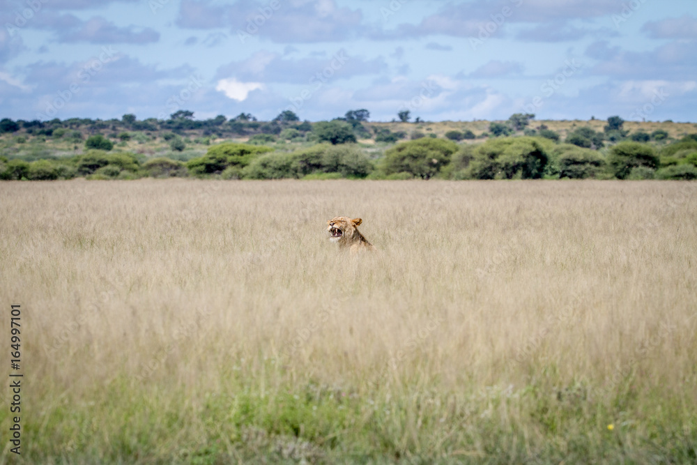 Naklejka premium Yawning Lion head sticking out of the grass.