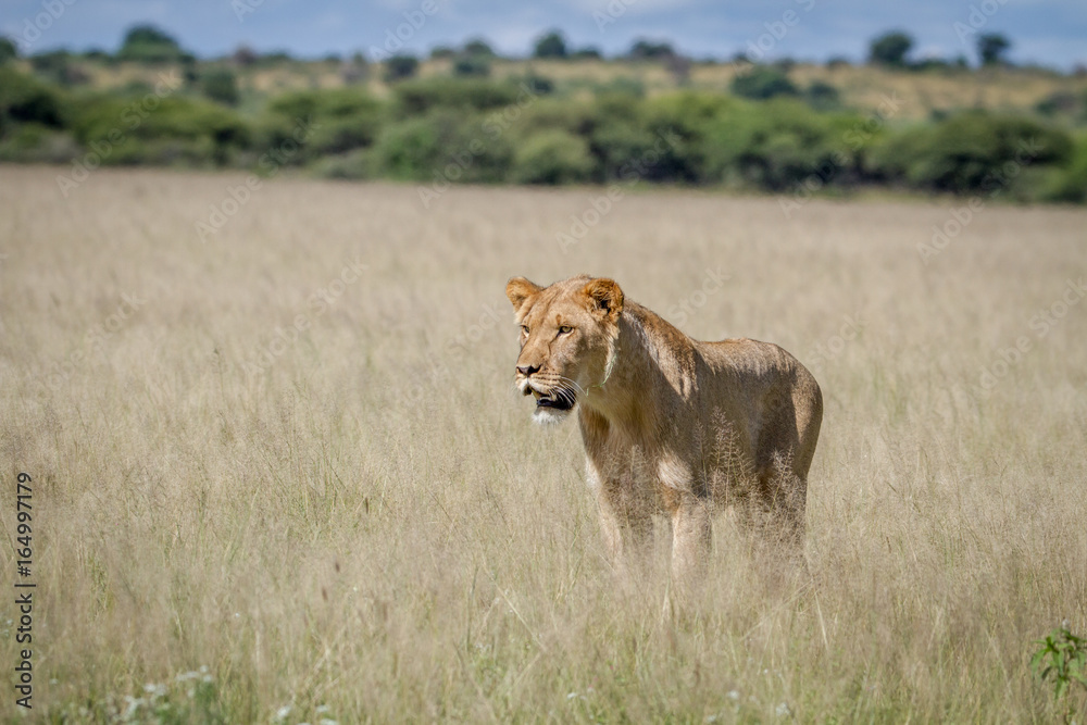 Lion standing in the high grass. Lion standing in the high grass.