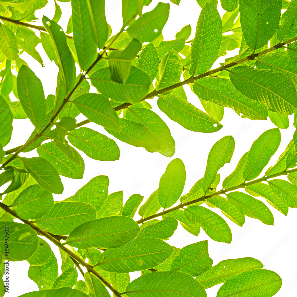 Green leaves on white background for isolated, Background by green leaf on white background for isolated with clipping path, Green leaves from guava on white background for cut of Green leaves on white background for isolated, Background by green leaf on white background for isolated with clipping path, Green leaves from guava on white background for cut of