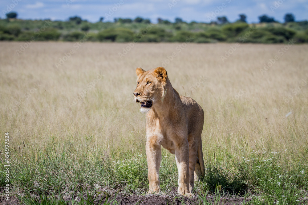 Lion standing in the high grass. Lion standing in the high grass.