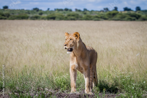 Lion standing in the high grass.