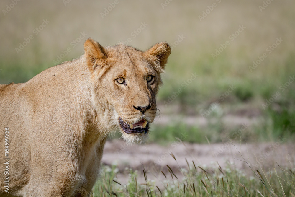 Young male Lion starring in the Kalahari. Young male Lion starring in the Kalahari.