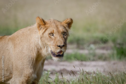 Young male Lion starring in the Kalahari.
