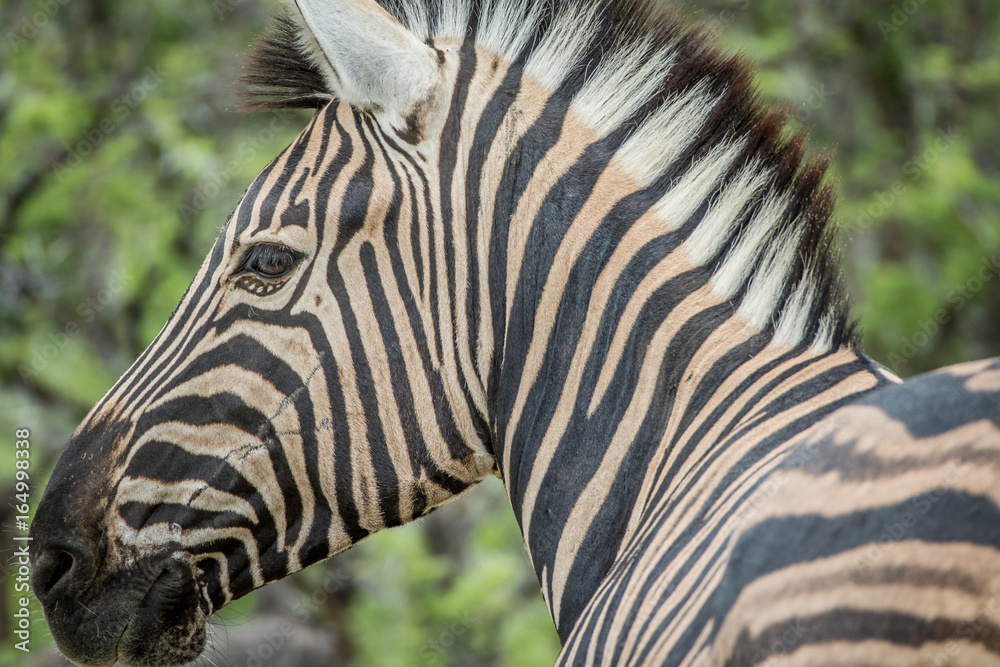 Side profile of a Zebra in Etosha. Side profile of a Zebra in Etosha.