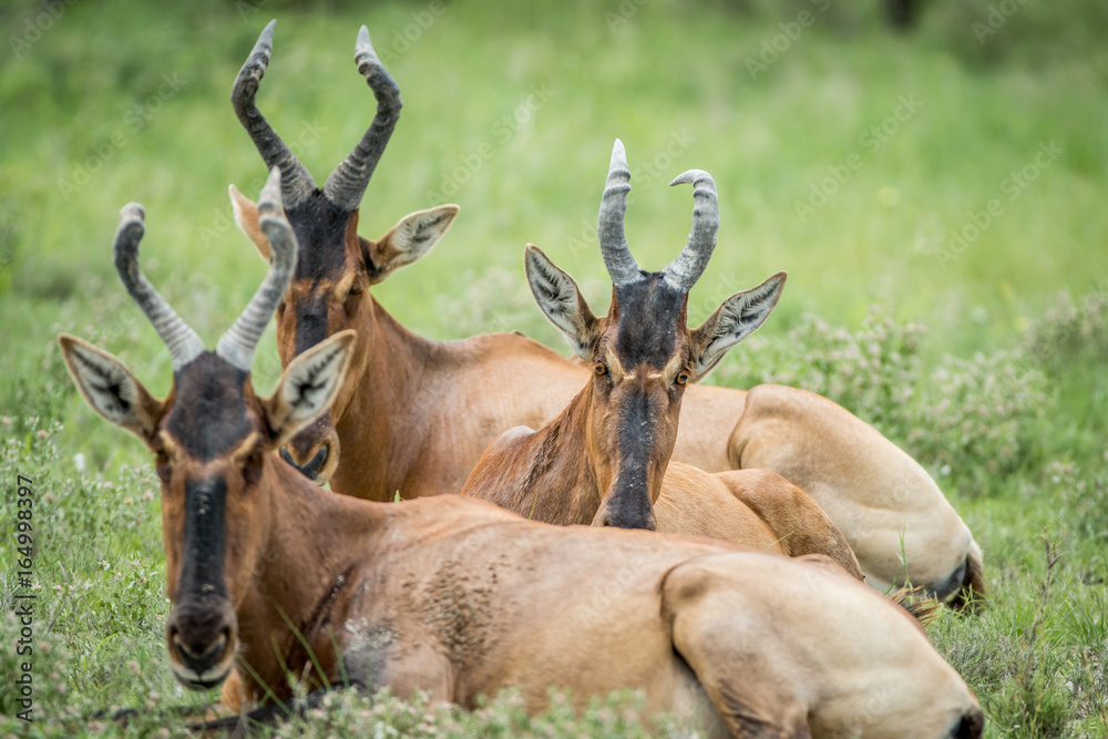 Group of Red hartebeest laying down in the grass. Group of Red hartebeest laying down in the grass.