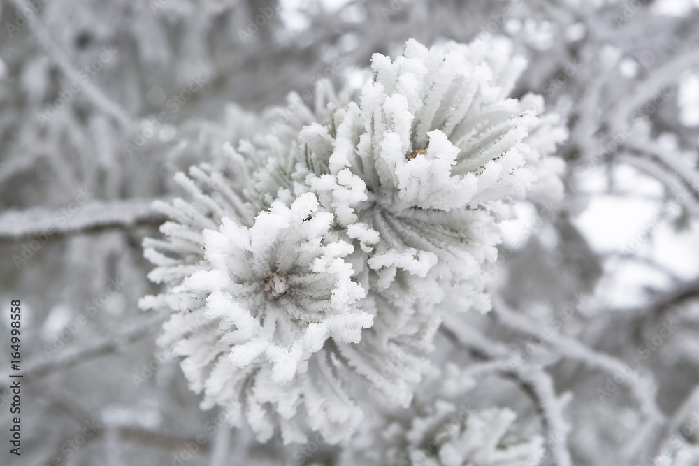 Closeup of pine branches in winter