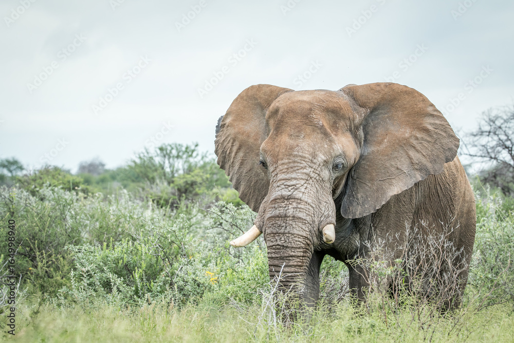 Big Elephant standing in the high grass.