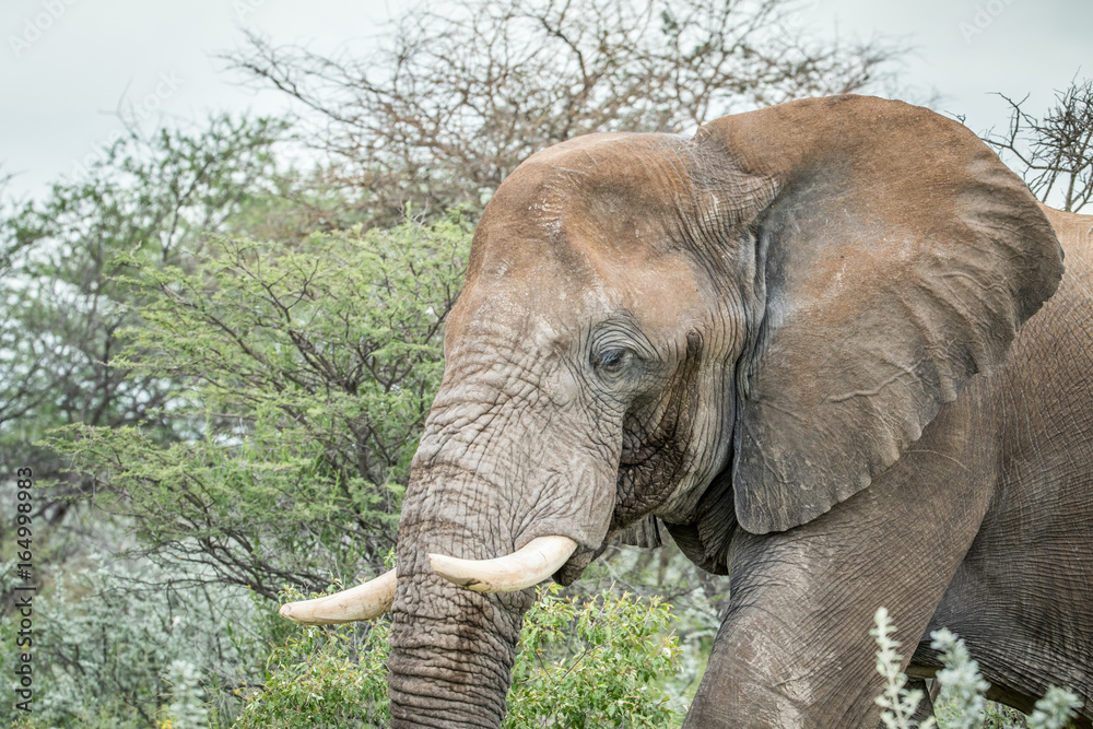 Fototapeta premium Side profile of a big Elephant.