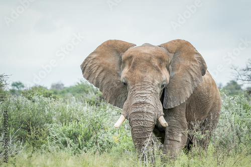 Big Elephant standing in the high grass.